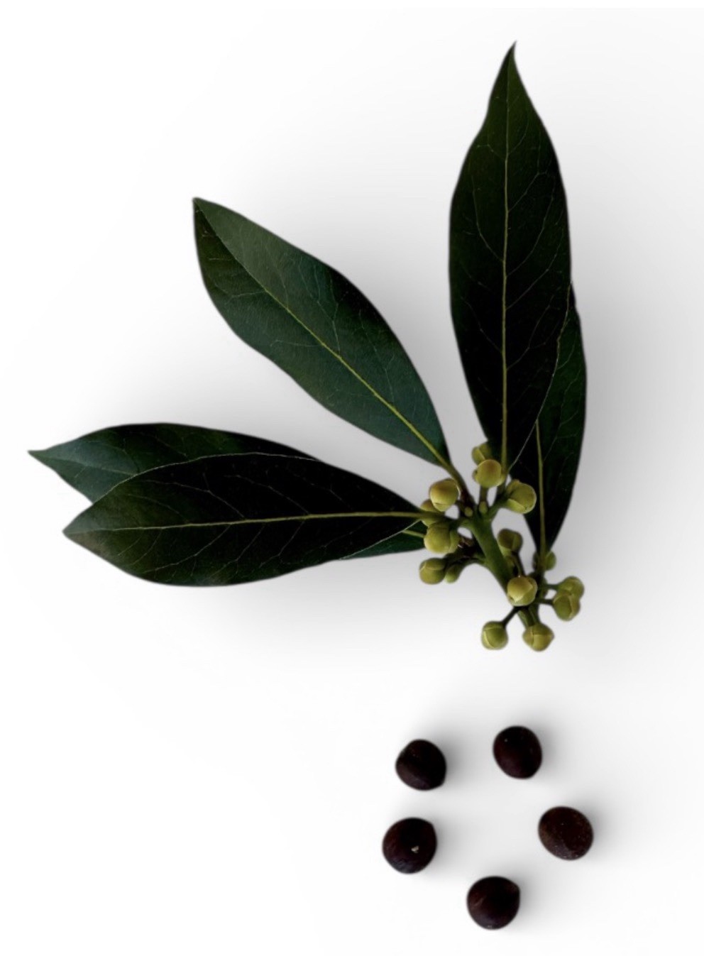 Laurus nobilis | Bay Laurel | Sweet Bay | 11 Seeds | Free Shipping