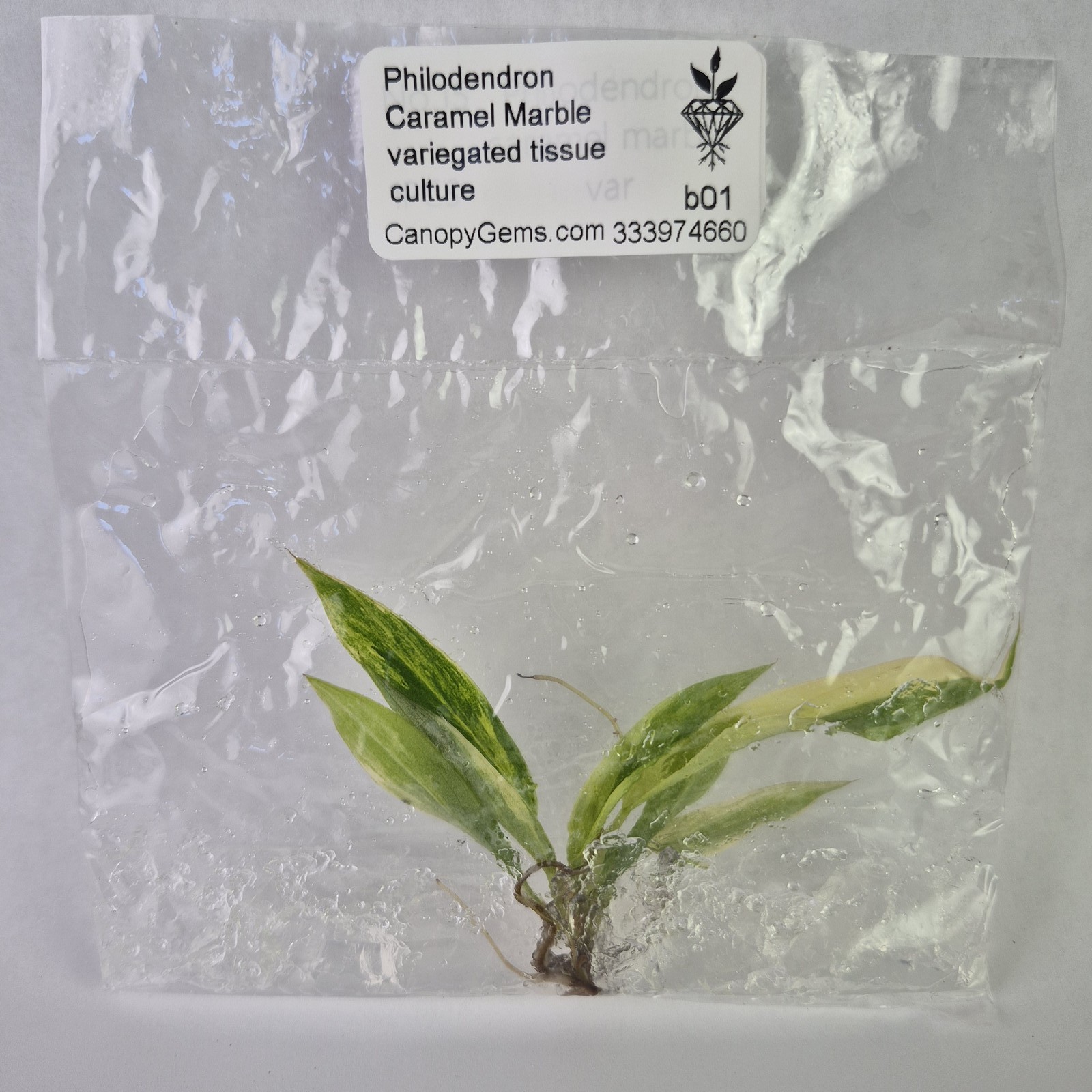 Philodendron Caramel Marble variegated tissue culture 2DayAir