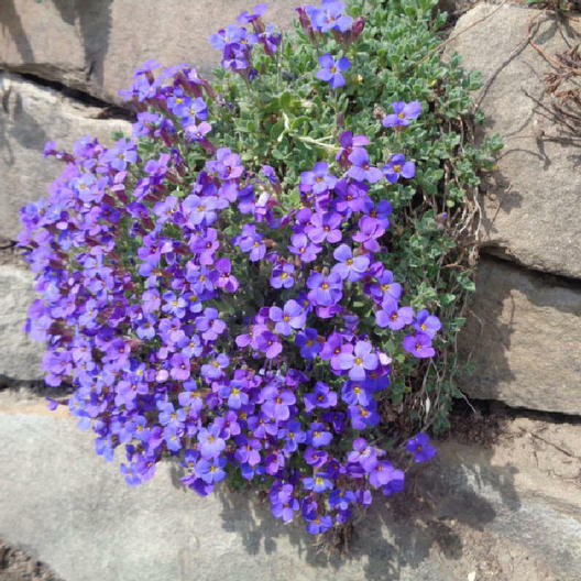 Groundcover AUBRIETA WHITEWELL GEM Purple Rock Cress PERENNIAL Non-GMO 500 Seeds