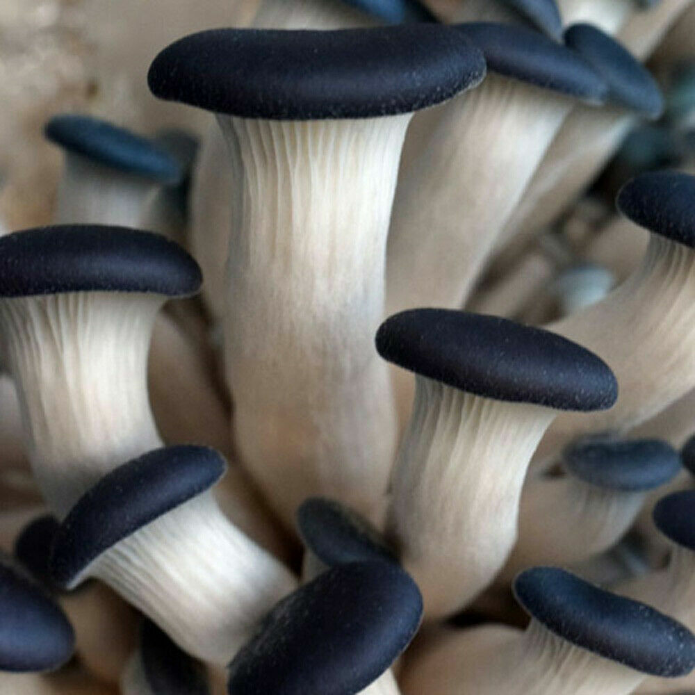 Seeds Mushroom Oyster Blue Mycelium Spawn Spores Organic Ukraine