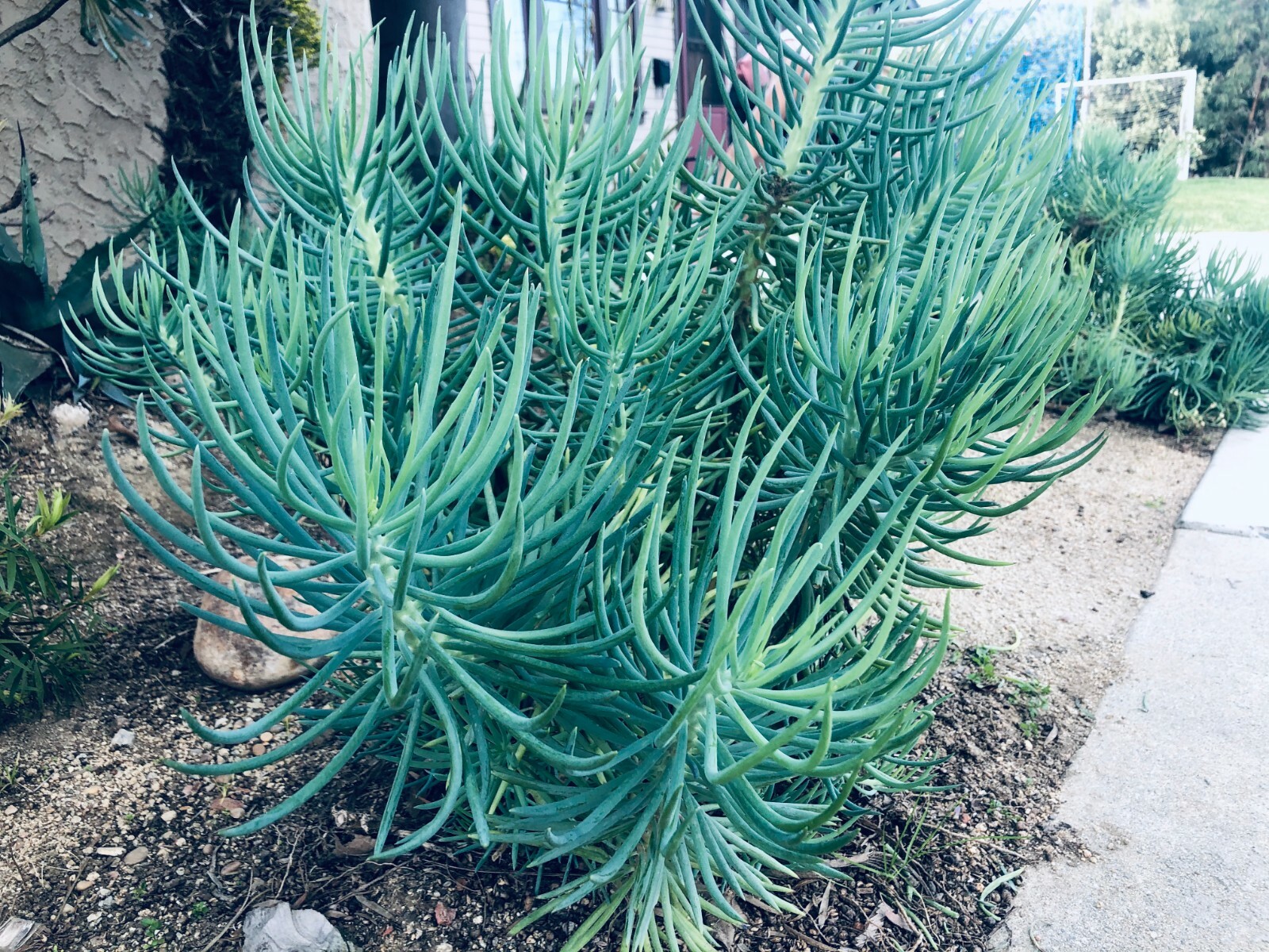 Blue Serpents Chalk Fingers Senecio Vitalis Succulent Plant Huge 6″ Cutting