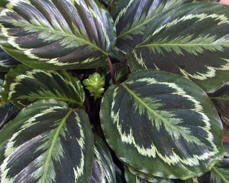 Calathea Veitchiana Prayer Medallion Very Easy To Grow Indoors Live Plant 4″ Pot