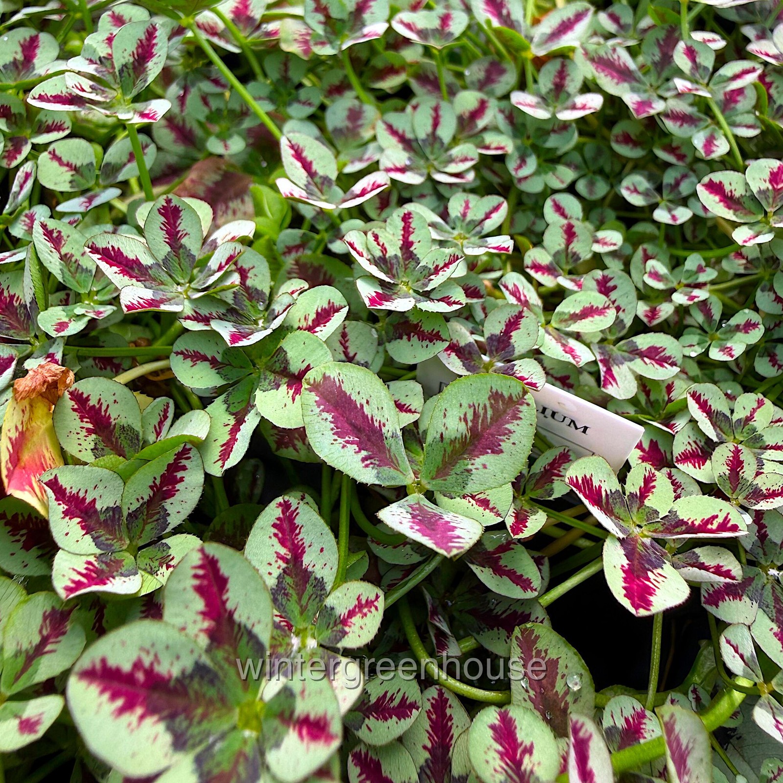 Trifolium Lucky Clover, Red Stripes, Shamrock Clover