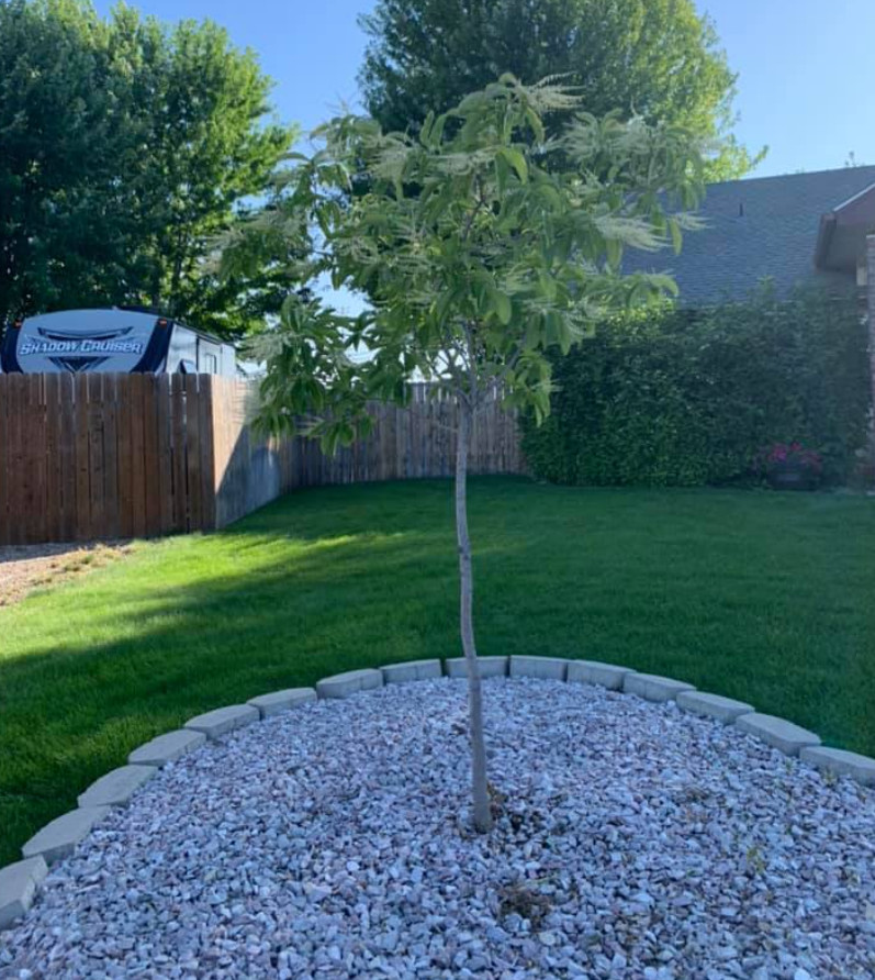Live Sourwood Plant – Quart Pot – Oxydendrum Arboreum Tree for Garden & Patio