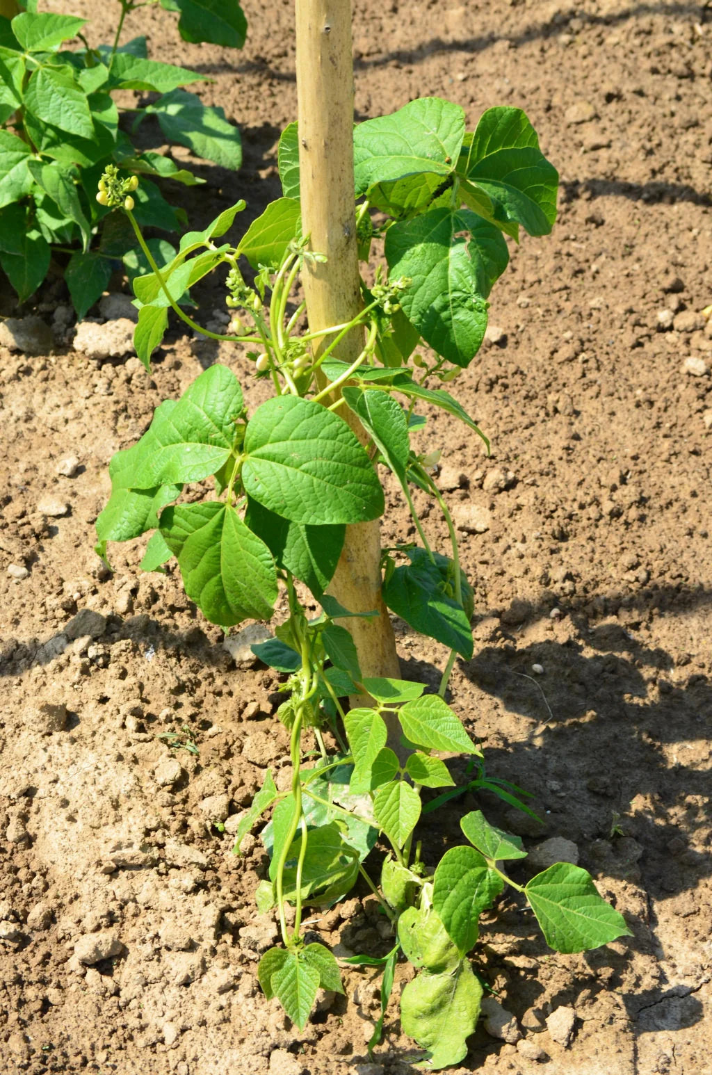 White Half Runner Bean (Pole) Seeds – For 2025 Planting Early Mountaineer Pole