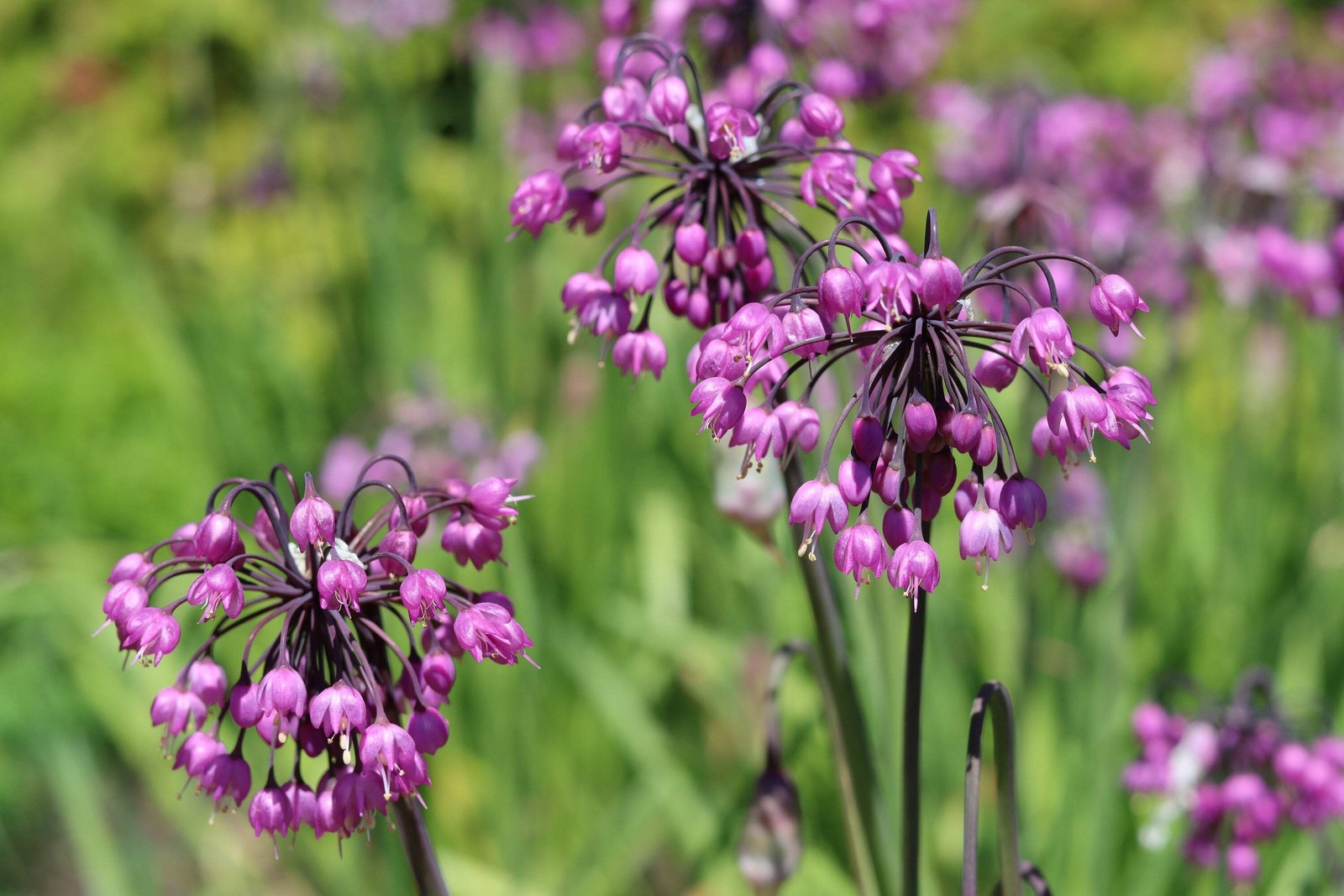 250 ALLIUM NODDING ONION Allium Cernuum Flower Seeds