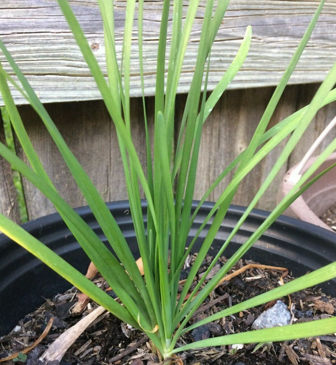 10 Fresh Garlic Chinese Chives He leek Allium Bare Roots Live Plants (Not Seeds)