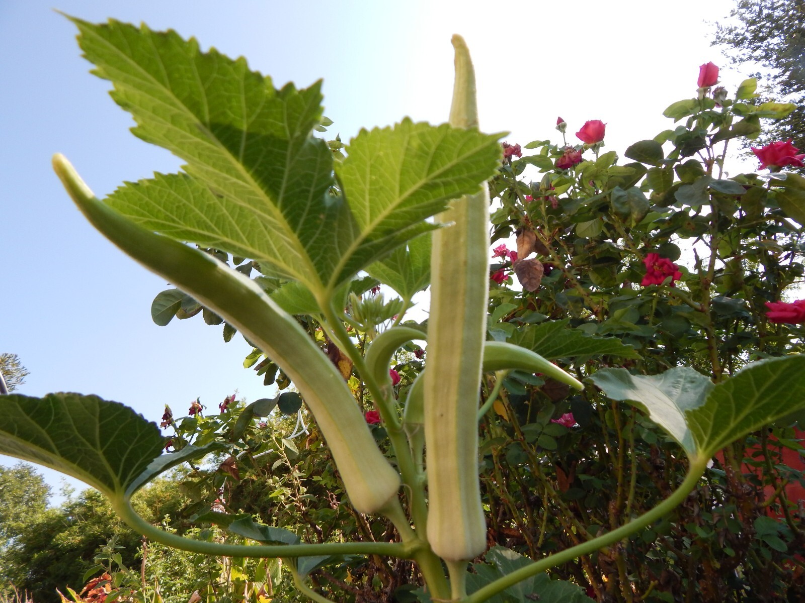 TEXAS LONGHORN OKRA – COW HORN – 25 Fresh Seeds – FREE Shipping