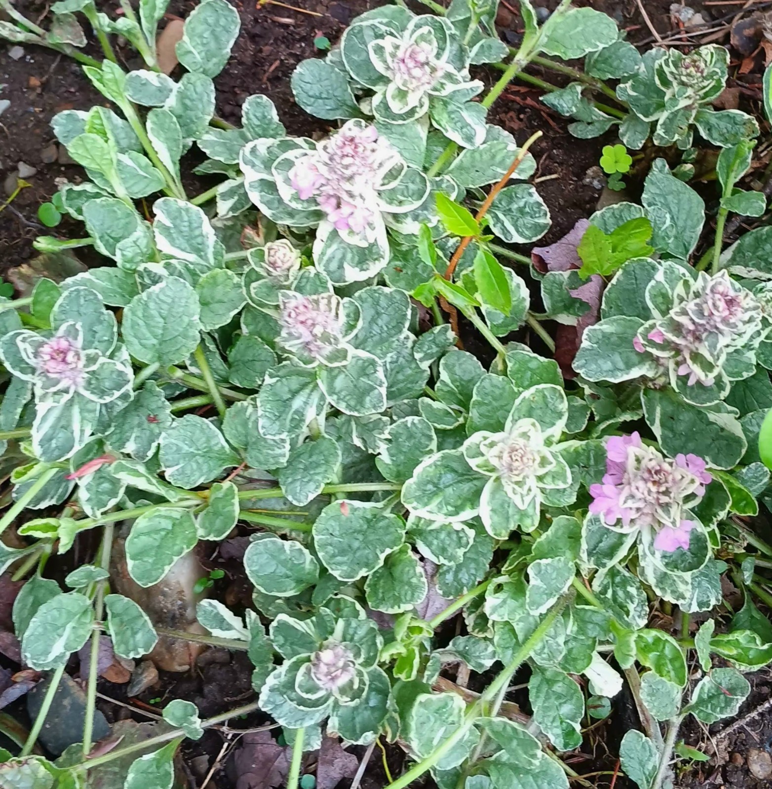 6 Ajuga Reptans Plants Burgundy Glow pink flowers Spring Bloom Groundcover
