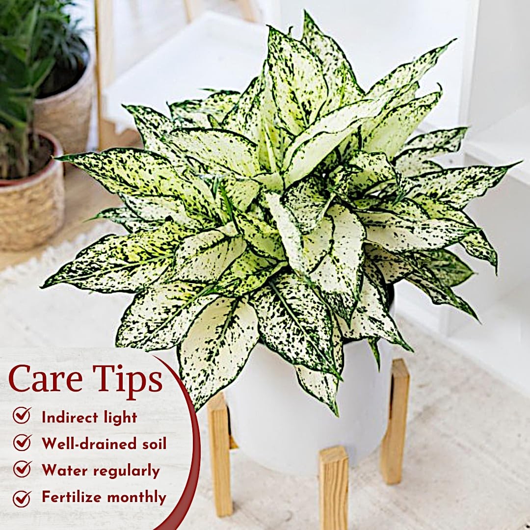 Aglaonema Live Plant Collection (4-Pack) – Chinese Evergreen Green, Red