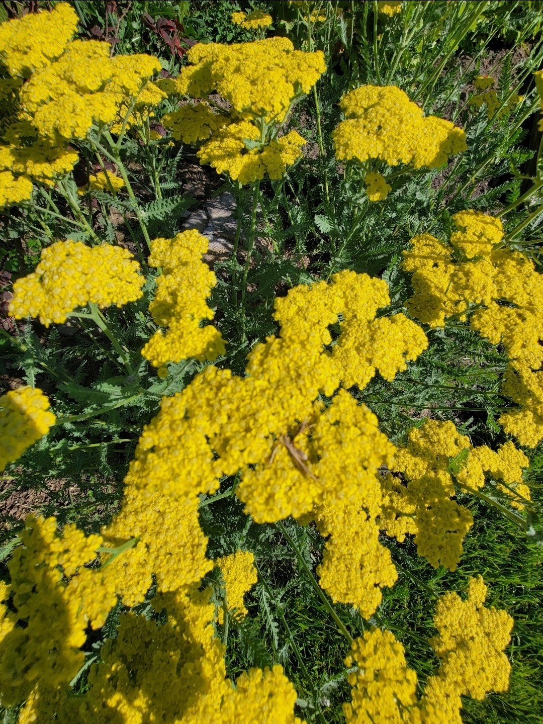 Live Moonshine Achillea Plant Yarrow Perennial Live Plant Medicinal Easy To Grow