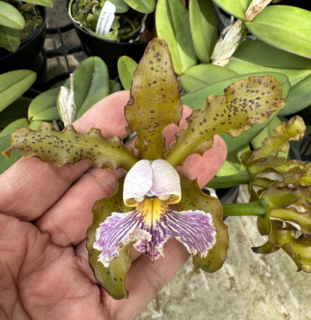 RARE FORM CATTLEYA ORCHID SPECIES FULL BLOOM schilleriana coerulea 6″ pot