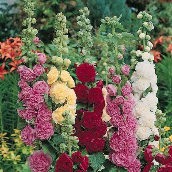 Summer Carnival Mix Hollyhock Seeds | 25 – 500 Seeds | Non-GMO | Seed Store 1194