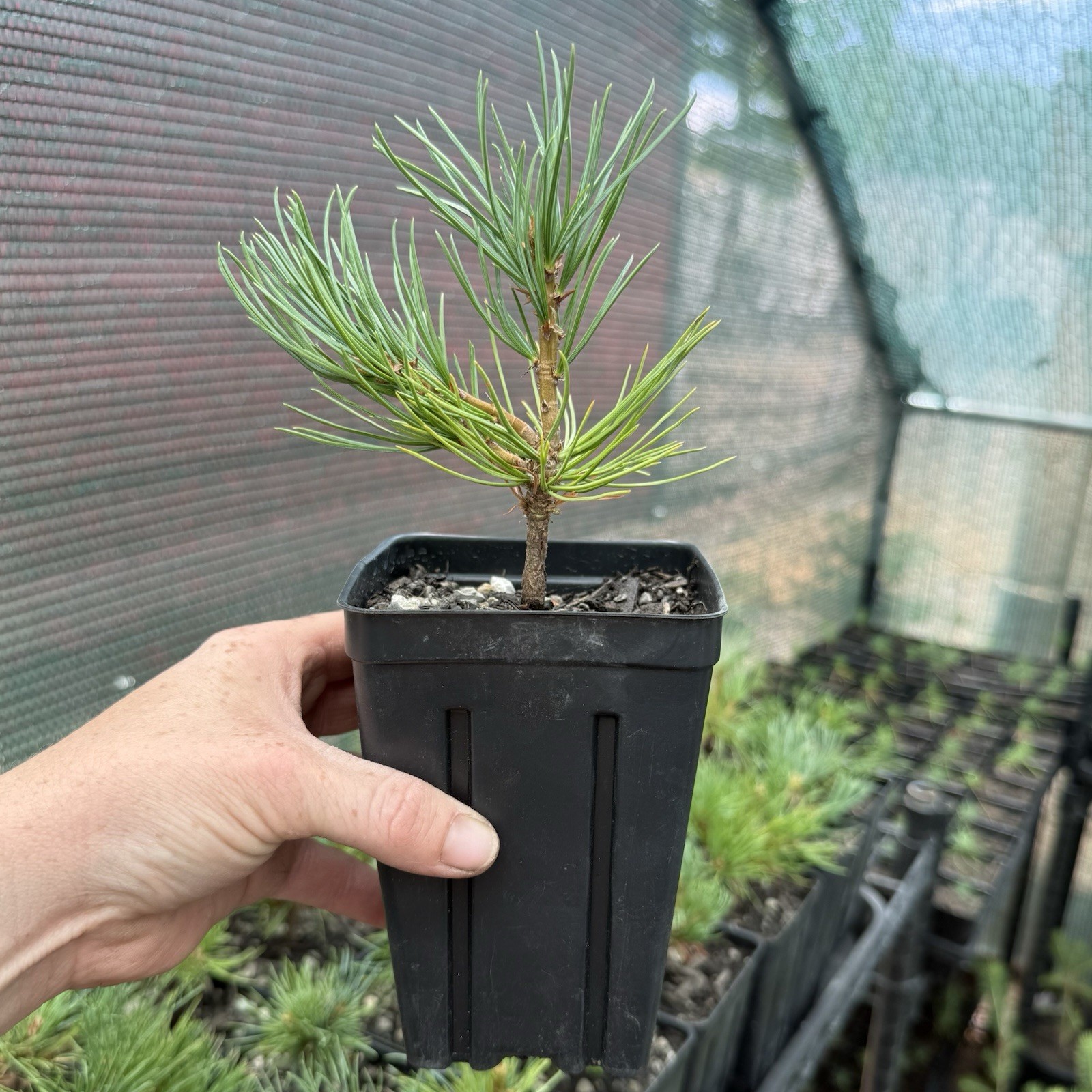 Limber Pine Tree Seedlings in Pots, 3-5” Tall, Pinus Flexilis