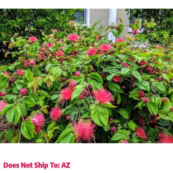 Flowering Pink Powderpuff Tree 3-4 Ft Outdoor Calliandra Live Plant for Garden