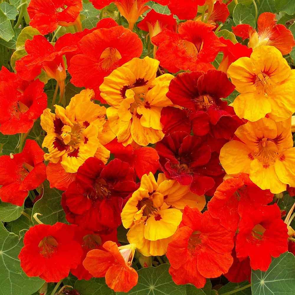 1 LB Nasturtium Seed Mix For Planting – Jewel Mix Flower Seeds