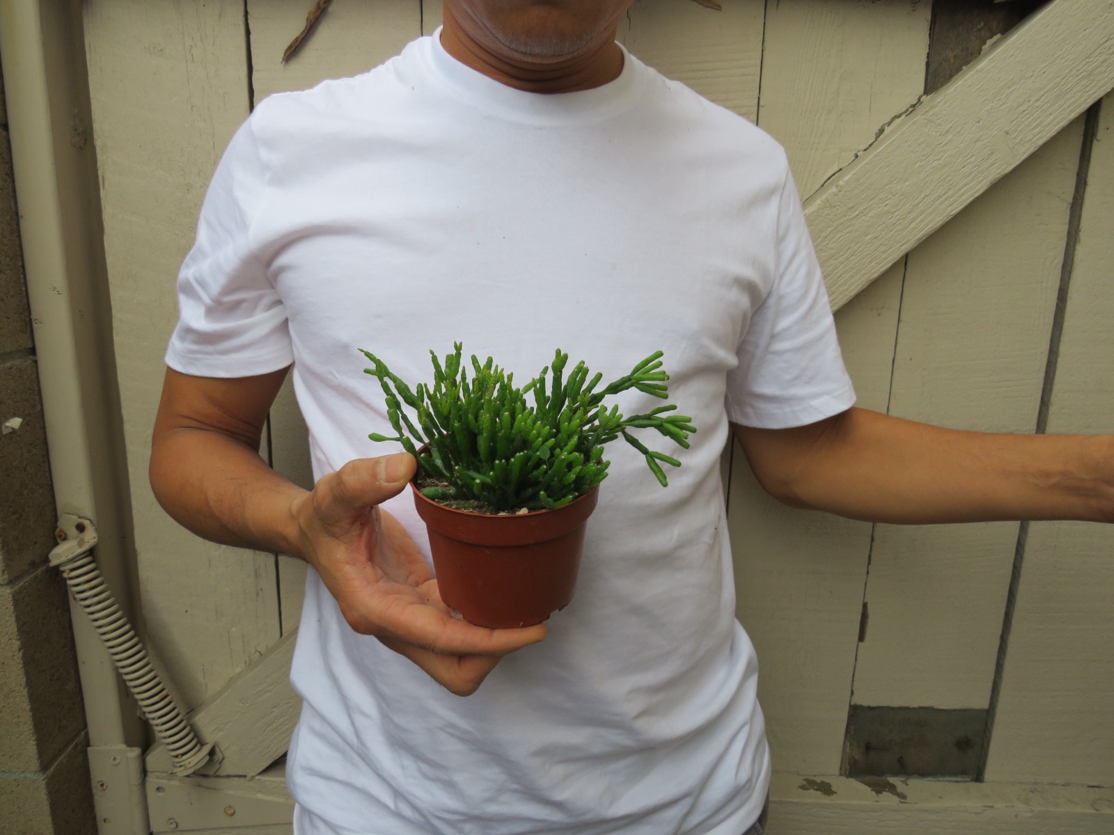 Rhipsalis hatiora Succulent -B