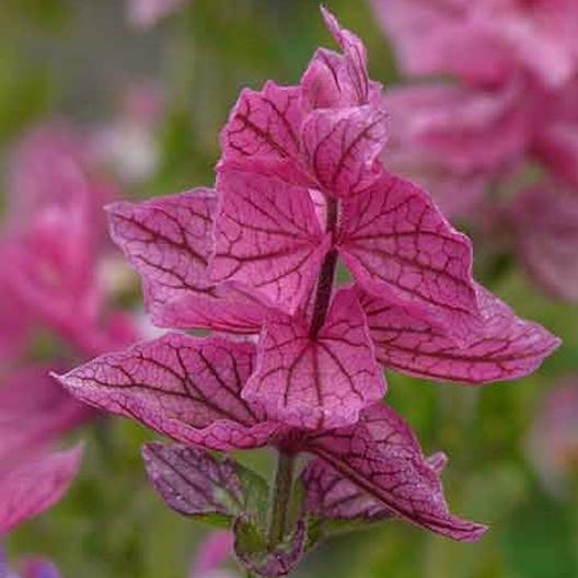 Clary Sage PINK SUNDAE Salvia Birds Butterflies Pollinators Non-GMO 200 Seeds
