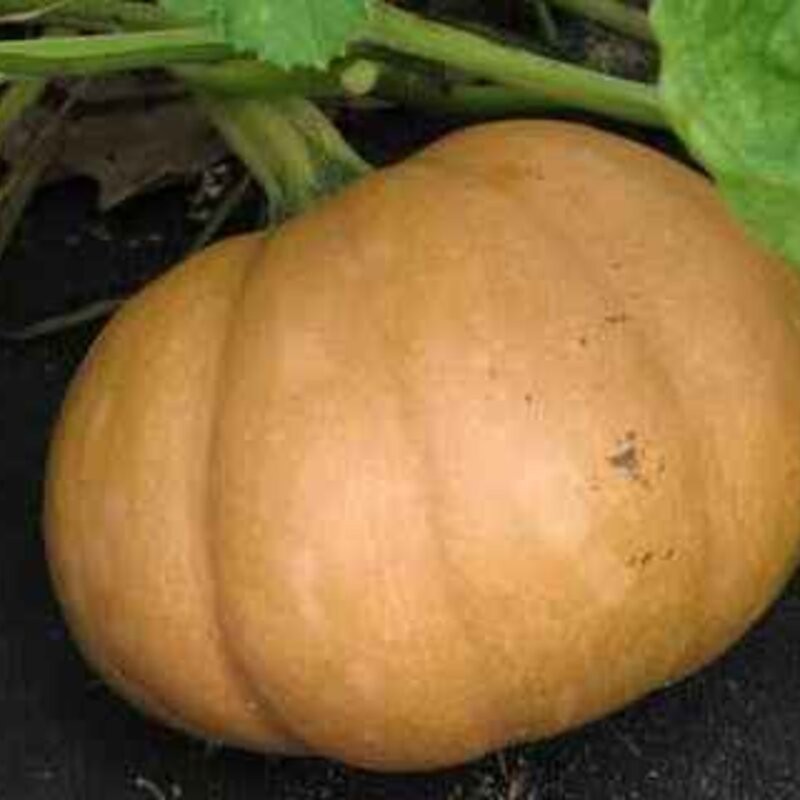 Cucurbita moschata SEMINOLE PUMPKIN LARGE FRUITED STRAIN – 25 Seeds!