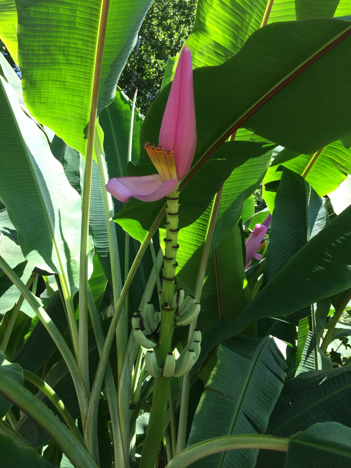 Cold Hardy North America Banana Tree [Beautiful,Fruiting,Organic,Permaculture]