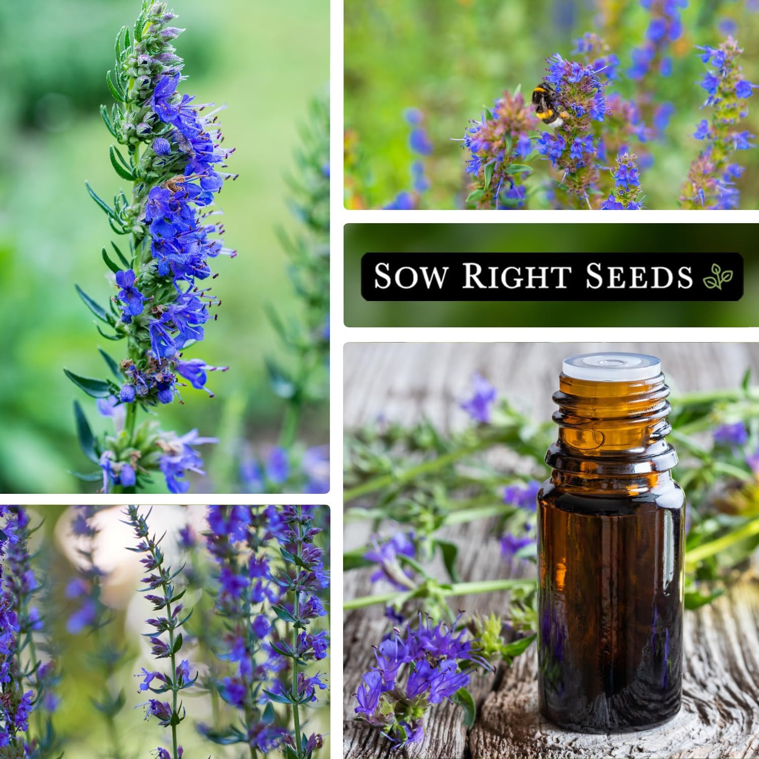 Sow Right Seeds – Hyssop Seed for Planting – Medicinal Herb to Plant in Your Gar