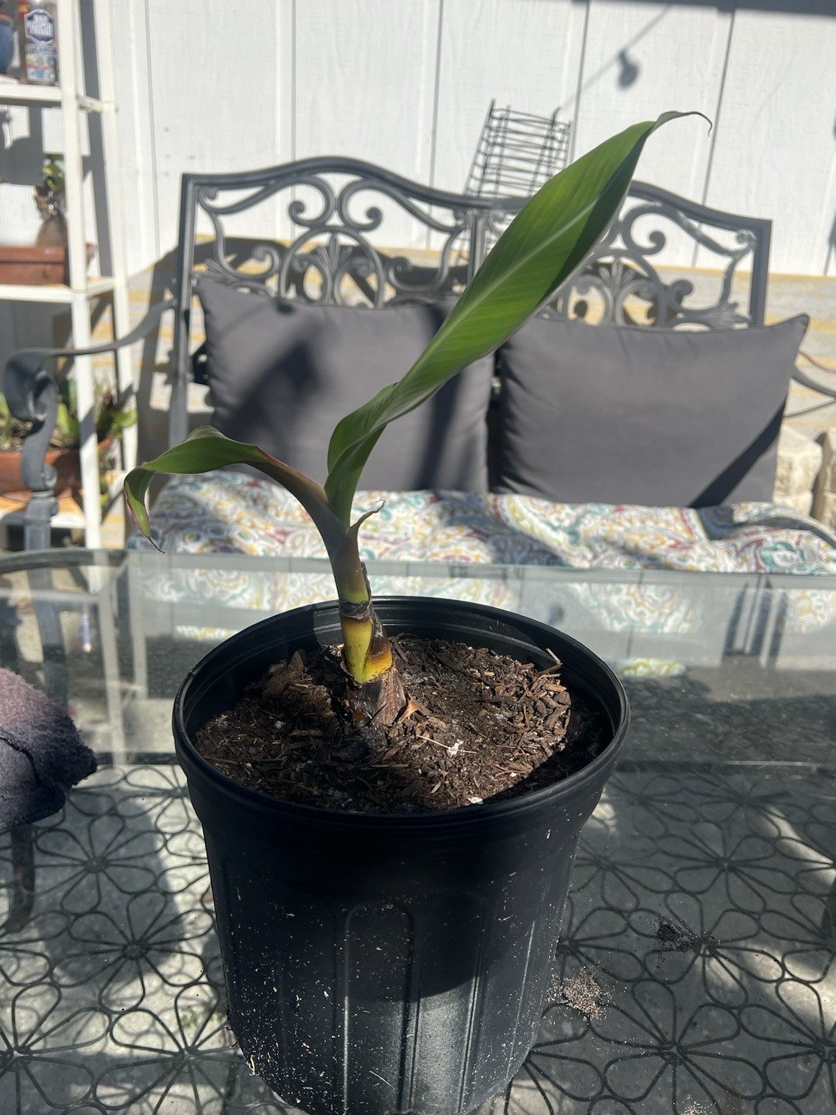 Burro Plantain Live Semilla Platano Tree 10in-18in With Corm Attached, Rootball