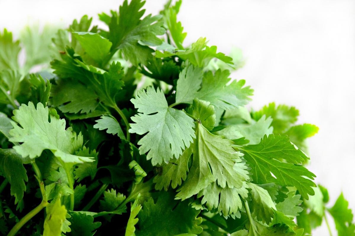 25 Fresh Cilantro Coriander Seeds Organic Herb Garden NON-GMO USA Spice Seasonin