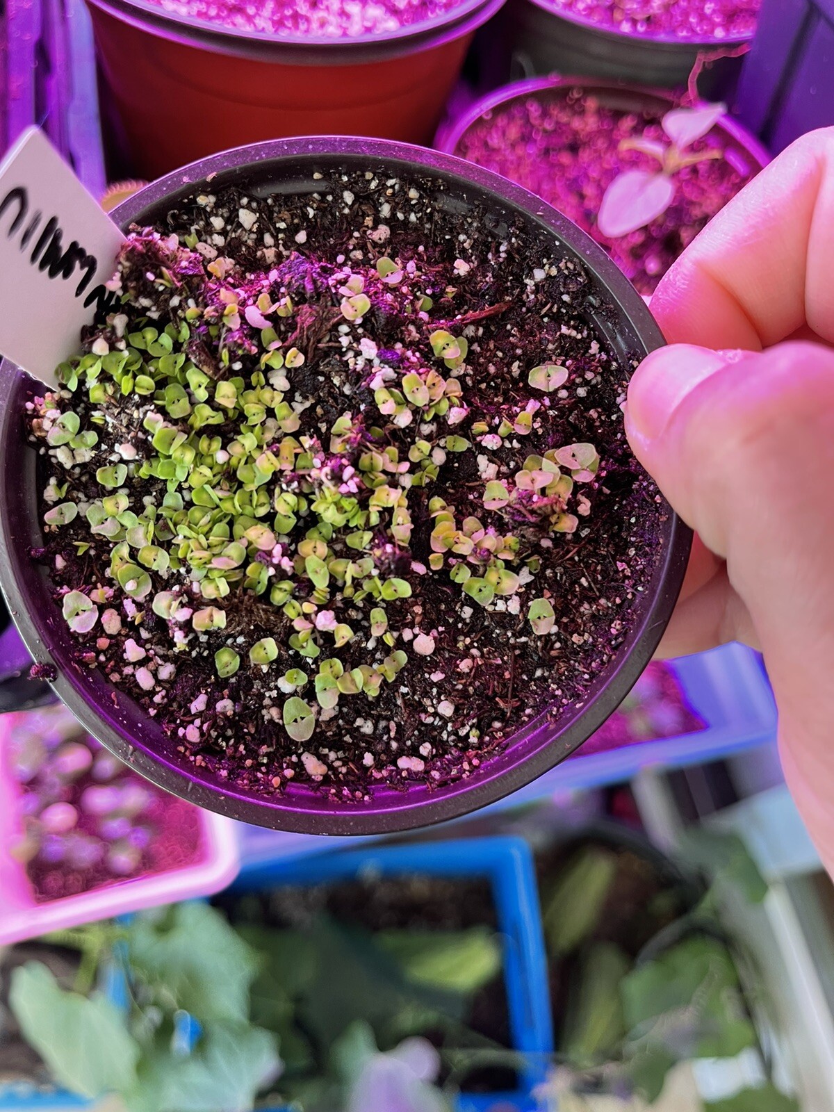 1g Red Holy Basil Seeds (2,000+seeds), กะเพราแดง