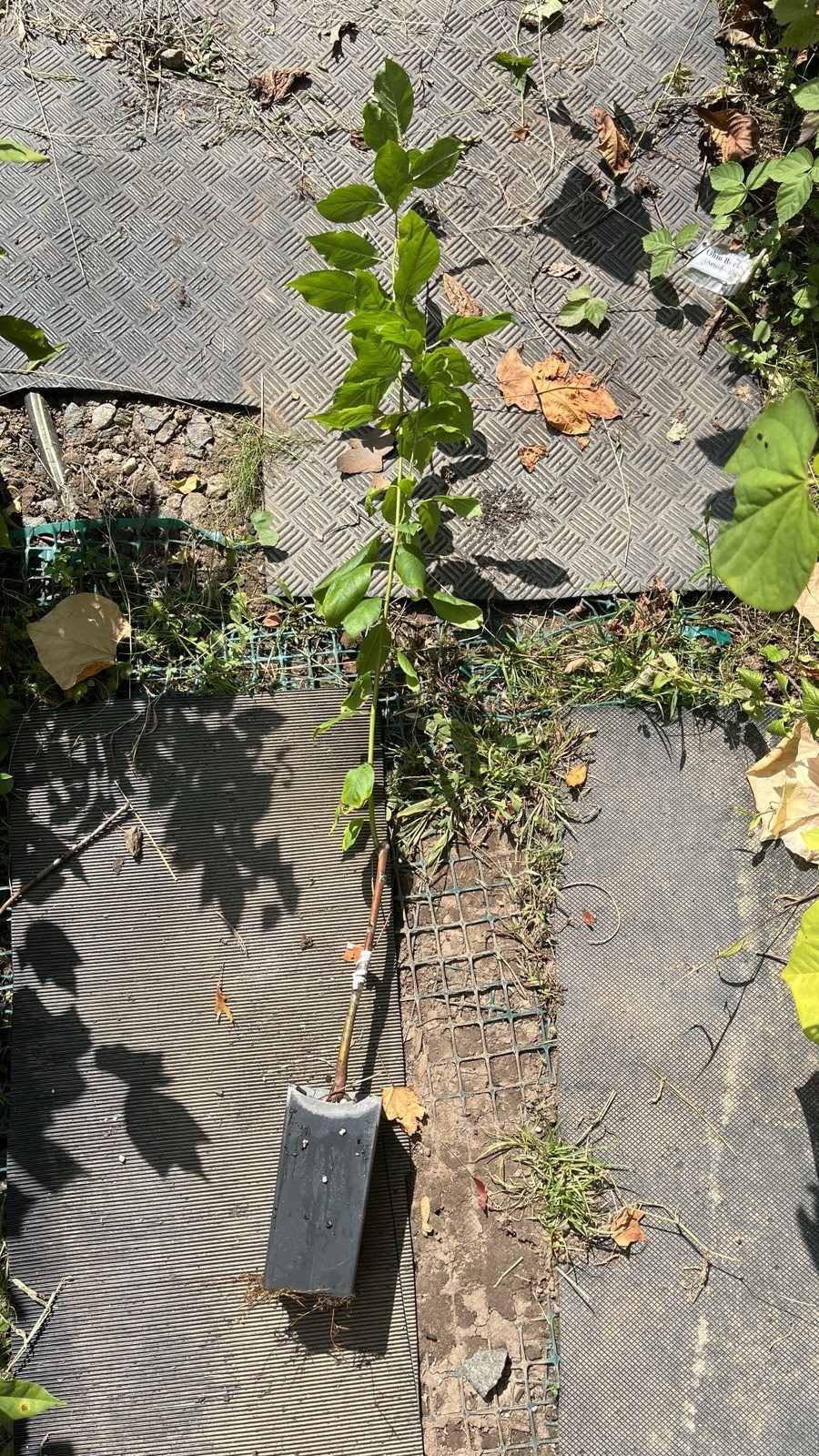 3-4 ft tall Candy heart pluerry tree, grafted, roots wrapped in wet media