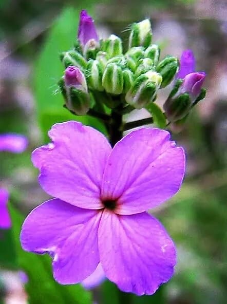 Dames Rocket Flower Seeds for Planting – Hesperis matronalis (500 Seeds)