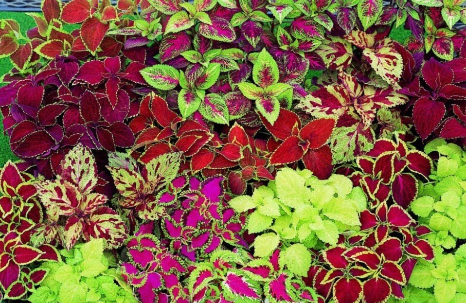 COLEUS 125+ MIXED RAINBOW COLORED FLOWER SEEDS~ BROOKLYN’S BOTANICAL GARDEN CLUB