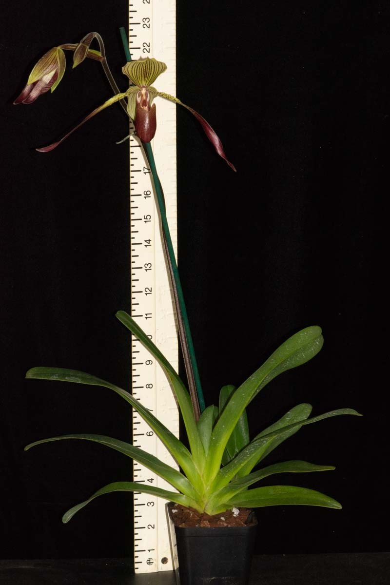 Paphiopedilum Julius #3 (rothschildianum x lowii), in spike
