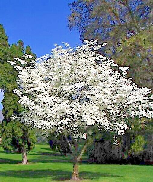 White American Flowering Dogwood Tree Seeds (Cornus florida) Fall Color, Hardy-5