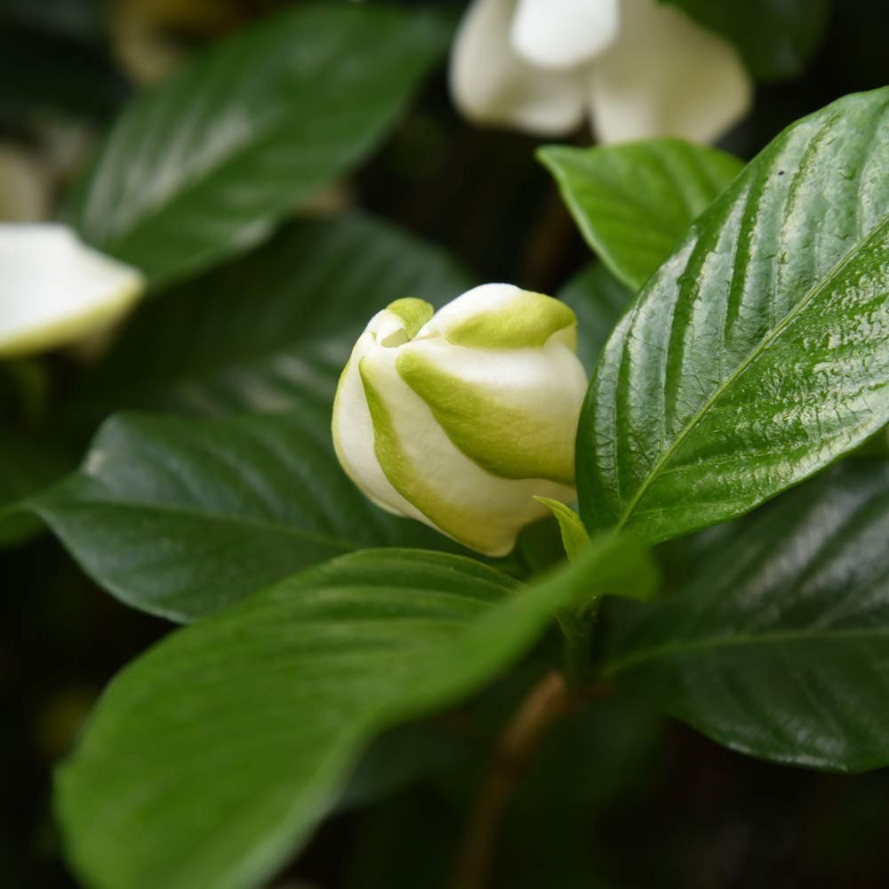 Beauty Gardenia Live Plant, 1 Gallon Pot