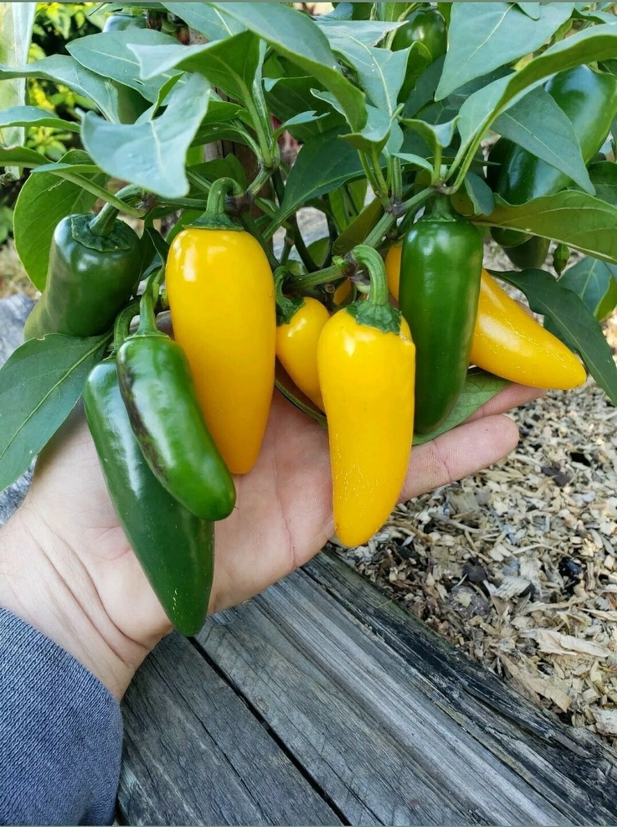 25 LEMON SPICE JALAPENO PEPPER SEEDS ~ heirloomseedguy ~ 2026 ~ NON-GMO