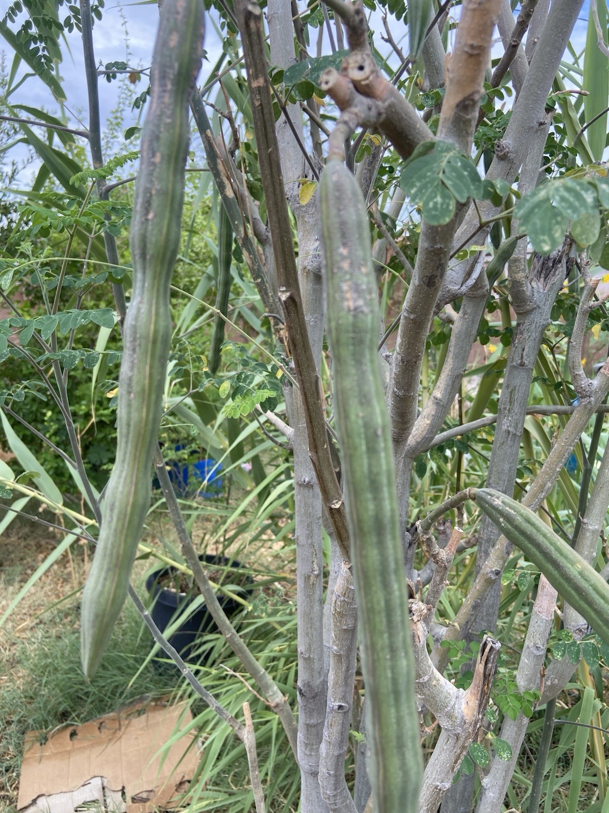 Moringa Oleifera Tree 5-10”. Live Plant 100% Organically Grown