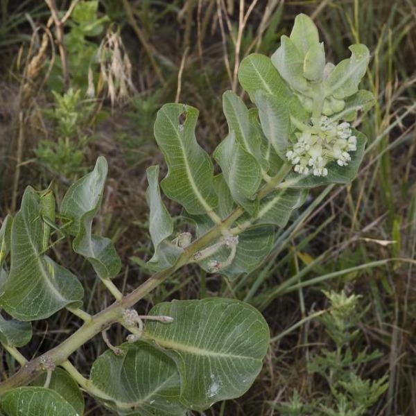 Asclepias arenaria | Western Sand Milkweed | 10 Seeds