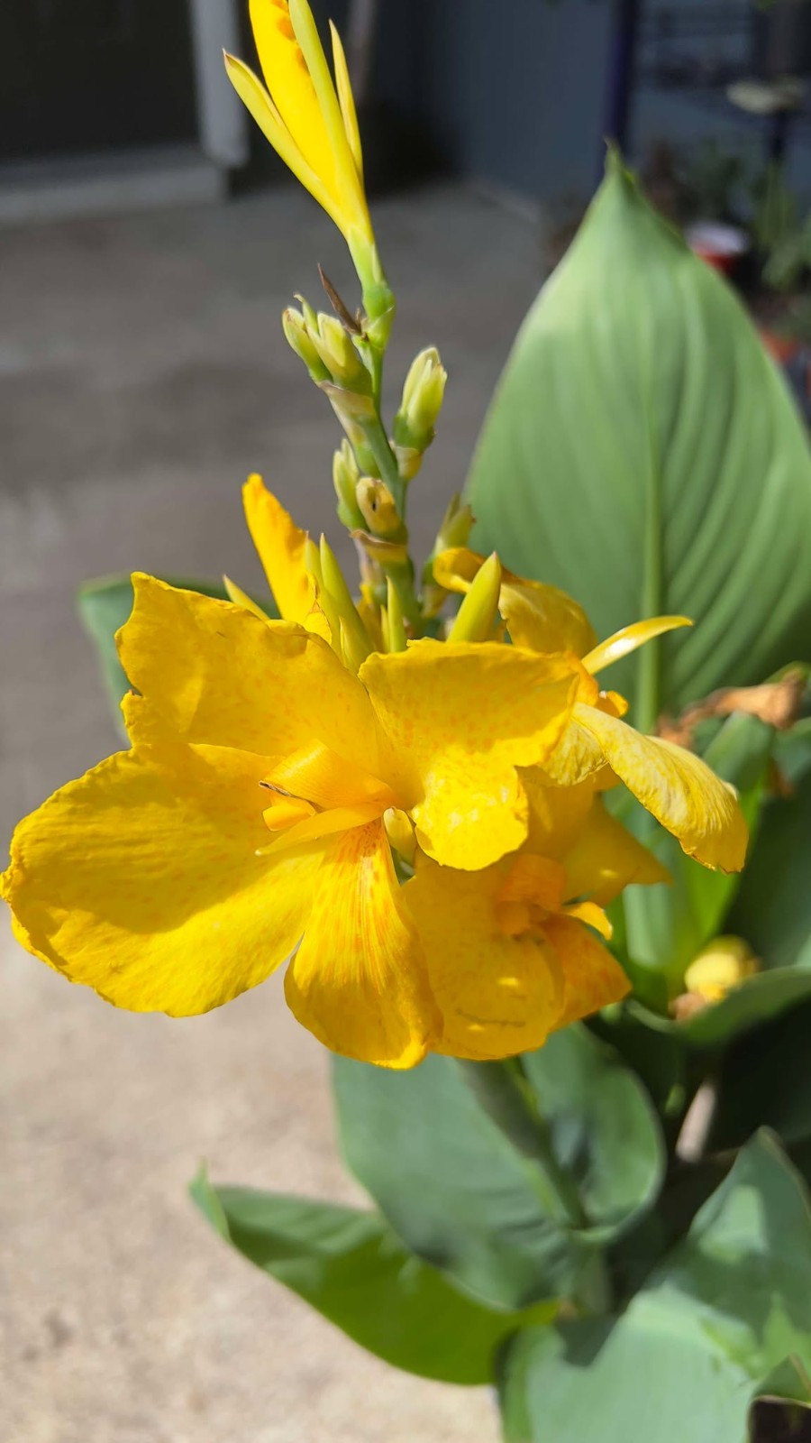 Cannova Yellow Canna Lily Live Plant 4″ Pot Dwarf Heat Tolerant Tropical Flower