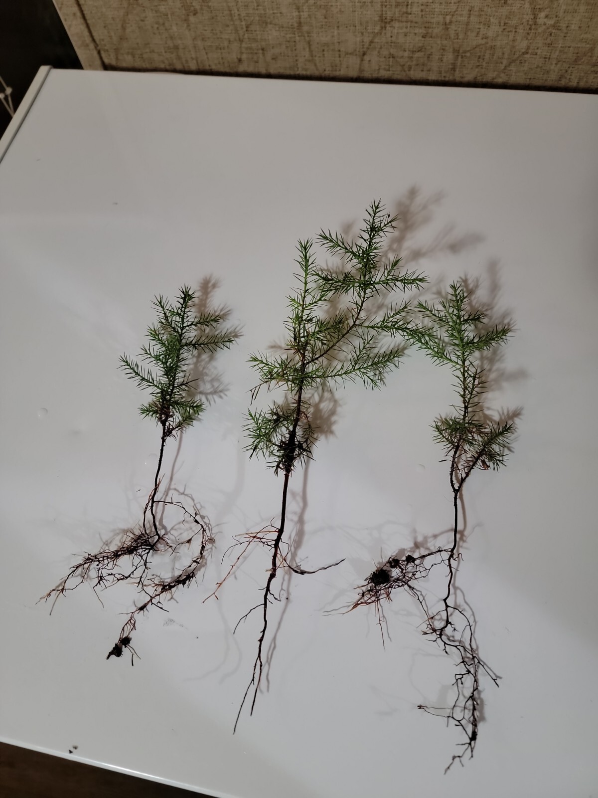 (10) Eastern Red Cedar Juniper seedling live trees 4-8 + inches