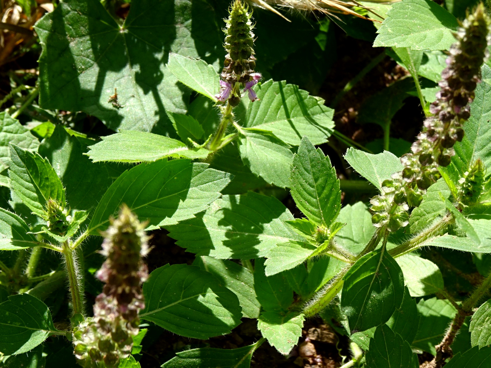 Kapoor Tulsi Holy Basil Ocimum sanctum 200seeds Edible Medicinal 2025 Organic