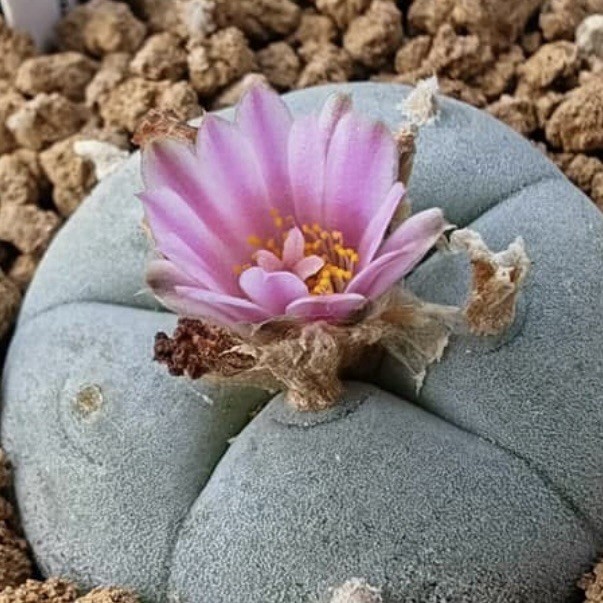 SEEDS (10pk) W Var. Presidio County X10 (Ten) US SELLER Cactus Mexico