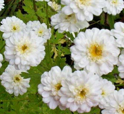 FEVERFEW SNOWBALL 200 SEEDS, TANACETUM PARTHENIUM FLORO PLENO