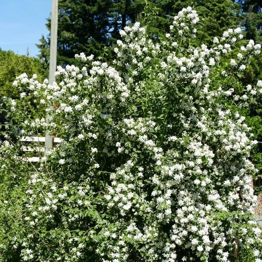 1 Sweet Mock Orange Starter Plant 12-24″ Philadelphus coronarius Bare Root
