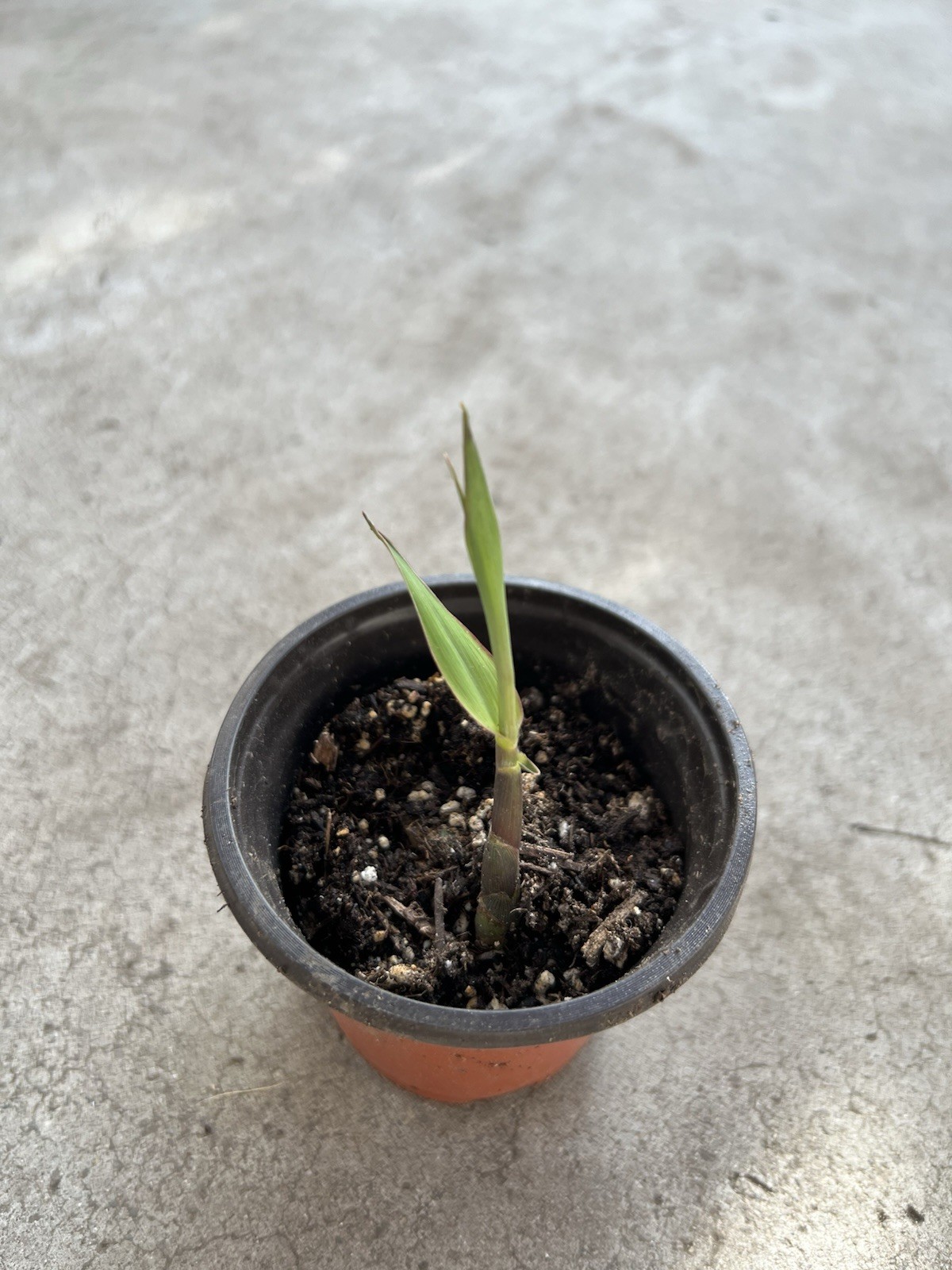 3pcs Rooted Sugarcane Cutting Ready To Plant Green Yellow Sugarcane Sweet Juicy