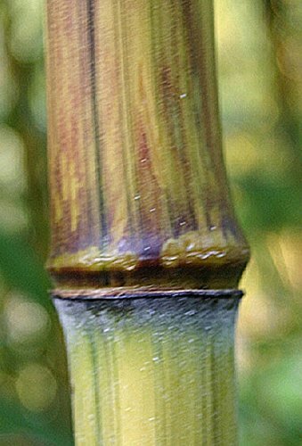 Harbin Inversa Phyllostachys Bamboo Plant – Colorful/Very Cold Hardy Down to -26