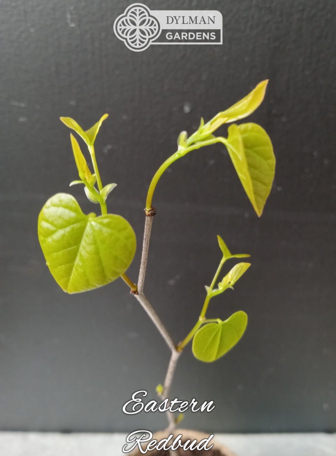 Eastern Redbud Tree (Cercis canadensis) – Pink Spring Blooms – Multiple Sizes
