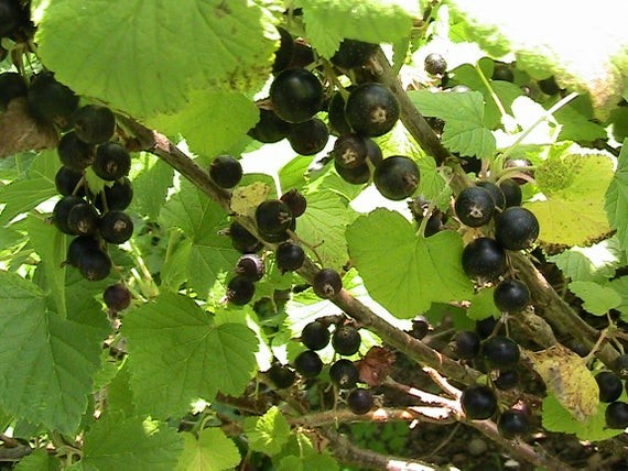 1 Consort black Currant live rooted starter plant, edible Shrub. Zones 4-8.