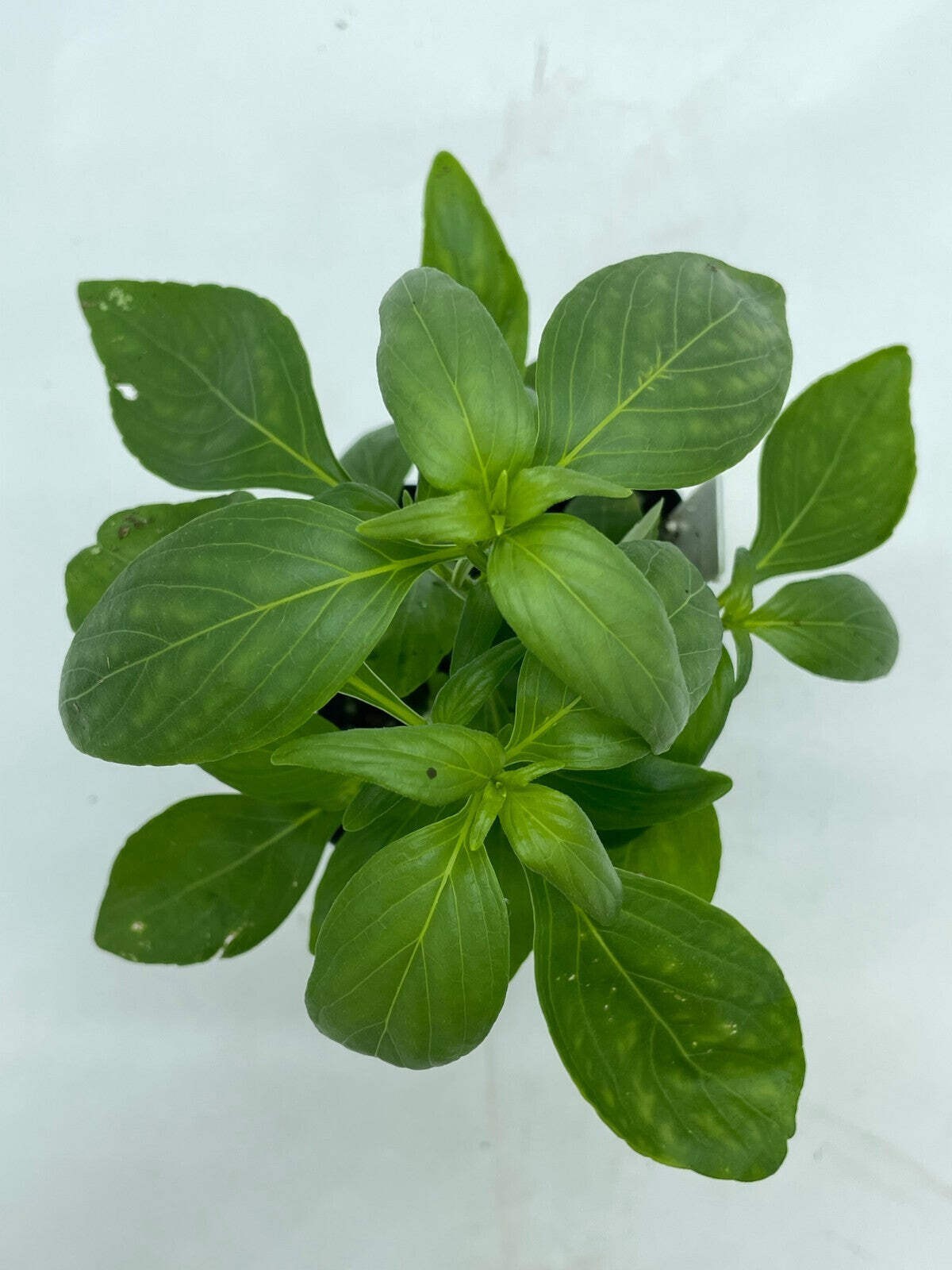 Green Chiretta Live Plant 3″ Starter Pot – Andrographis Paniculata