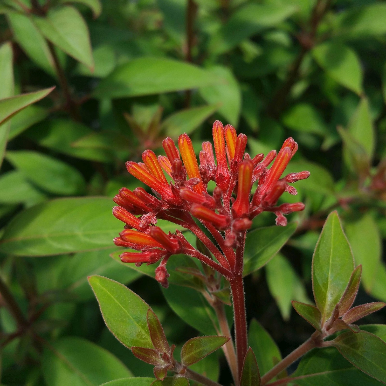 Firefly Dwarf Red Firebush Live Plant Orange Yellow Flower Butterfly Garden