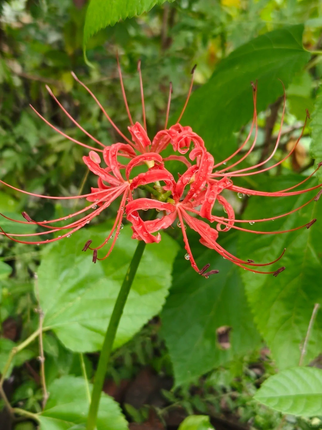 1 Lycoris Radiata Bulb, Red Spider Lily Bulb Perennial Flower for Garden Plantin